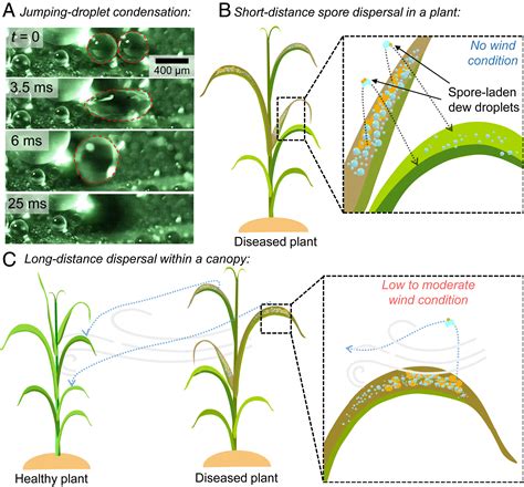 how are the spores dispersed.